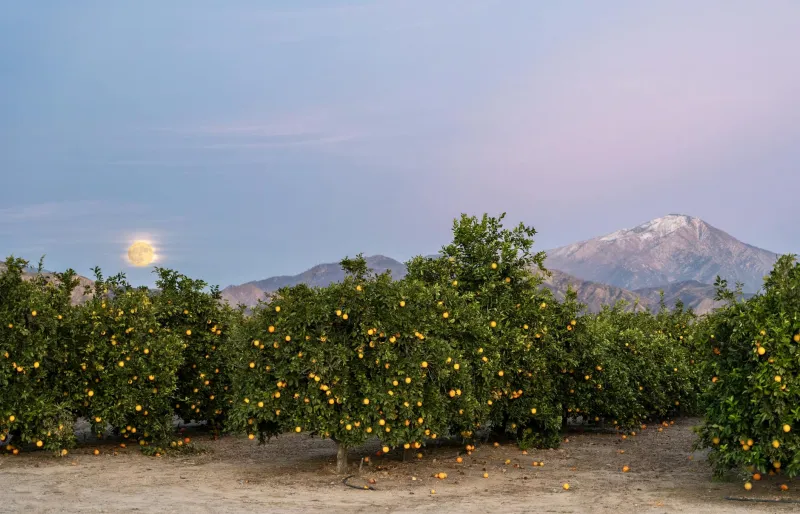 The Brazilian Monk's Garden Surprise That Built California's Citrus Kingdom