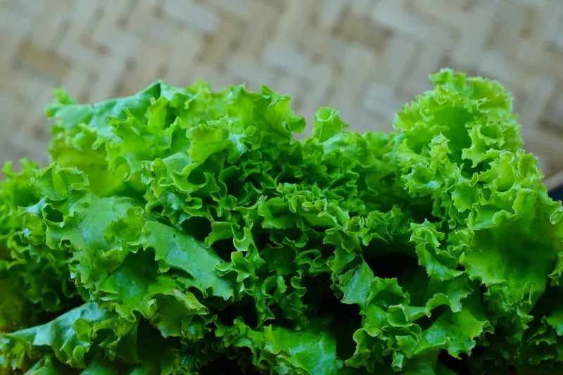 The Bland Leaf That Conquered America's Dinner Tables