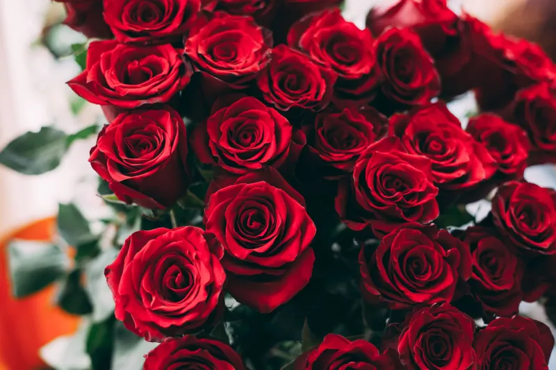 Roses Were for Funerals First — Here's How an Industry Changed That