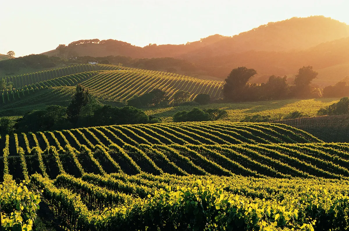 Napa Valley